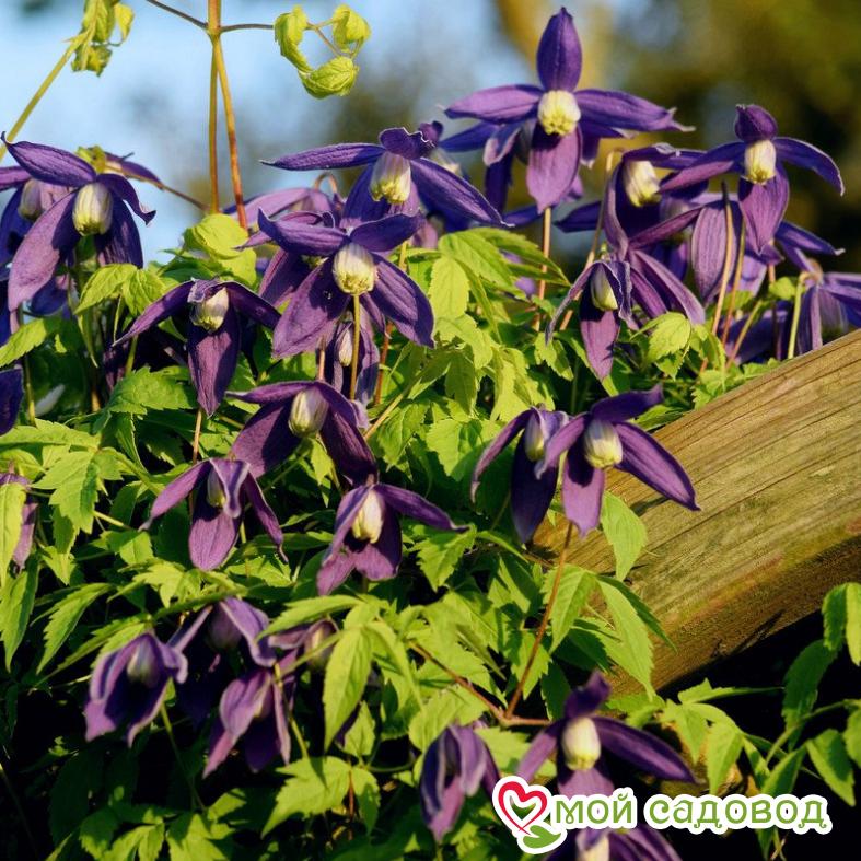 Клематис Блю Бой ЗКС